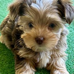 Companion Cross, Maltese, Morkie, and Yorkipoo Puppies from MC Kennels