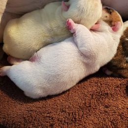 English Bulldog Puppies from Exact Classic Bulldogs