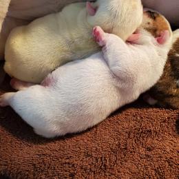 English Bulldog Puppies from Exact Classic Bulldogs