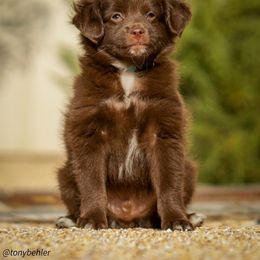 Aussiedoodle, Miniature Australian Shepherd, and Poodle Puppies from Woodwind Miniatures