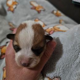 HANCOCK - Sable male Pembroke Welsh Corgi puppy in Pilot Rock, Oregon from L2H Corgi's