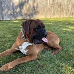 Ozzy - Boxer