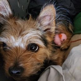 Yorkshire Terriers from Shield Maiden Yorkies