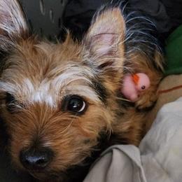 Yorkshire Terriers from Shield Maiden Yorkies