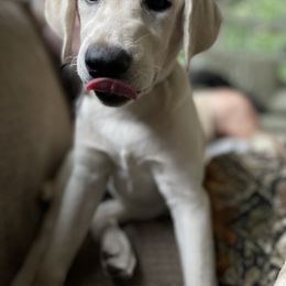 Dilute Retriever and Labrador Retriever Puppies from Winter Creek Labradors