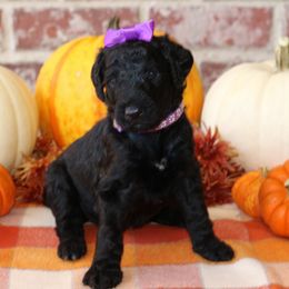 Cinder - Black female Goldendoodle puppy in Ovilla, Texas from Osgood Doodles