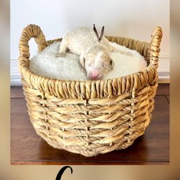 Boy 6 - male Goldendoodle puppy in Midlothian, Virginia from RVA DOODLES, LLC