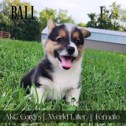 Bali - Black and tan female Pembroke Welsh Corgi puppy in Pine Village, Indiana from NL Horsemanship