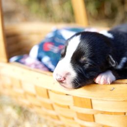 Girl 4 Tahoe Tessie "Tessie" - McNab puppy from Iron Oak Stockdogs