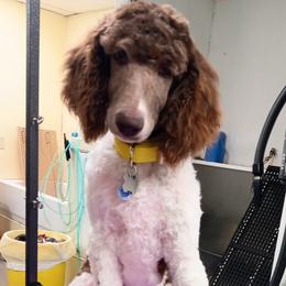 Poodle Puppies from Reeves Family Standard Poodles
