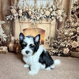 AKC Max  3300 - Black tan and white male Biewer Terrier puppy in Nicholls, Georgia from Southeast Biewers