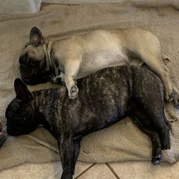 French Bulldog All Grown Up from SandRiver Kennel