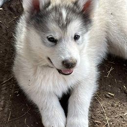 Alaskan Malamute Puppies from Ghost Dance Alaskan Malamutes