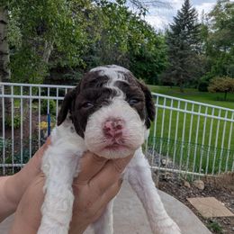 Boy 2 - White male Lagotto Romagnolo puppy in Chicago, Illinois from Midwest Lagotto Romagnolo