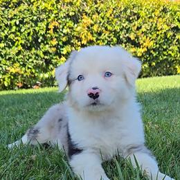 Twizzlers - Blue merle male Australian Shepherd puppy in Riverside, California from Aus Cal (Aussies of soCal)