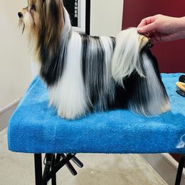 Gem - Biewer Terrier