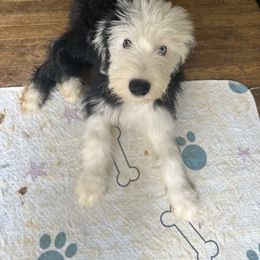 Snowflake - Black and white female Old English Sheepdog puppy in Erie, Pennsylvania from Karl Kennels