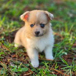 Maria Reynolds - Sable merle and white female American Corgi puppy in Tallahassee, Florida from Koko's Korgis