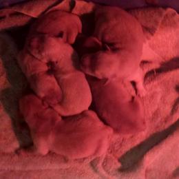 Girl 4 - Golden female Golden Retriever puppy in Mica, Washington from SwanSun Golden Retrievers