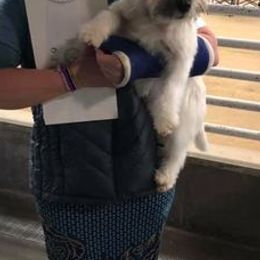 Russell Terriers from Jennifer's Terriers
