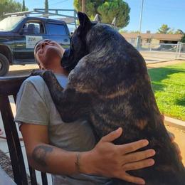 Cane Corso Puppies from JSM Corsos