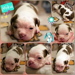 Boy 1 - Seal and white male Boston Terrier puppy in Boston, Massachusetts from Boston Collections