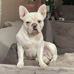 Coco  - French Bulldog