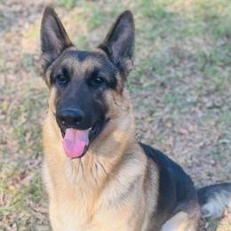 Dachshunds and German Shepherds from Best Shepherds