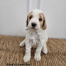 Boy 1 - Parti male Labradoodle puppy in Payson, Utah from Utah County Labradoodles