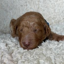 Sammy - Apricot male Goldendoodle puppy in Willacoochee, Georgia from Kitandkboodle's Doodles