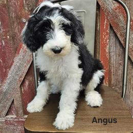 Angus - Black and white female Sheepadoodle puppy in Farley, Iowa from Iowa's Doodle Co.