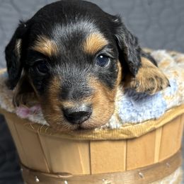 Simon - Black and cream male Dachshund puppy in West Plains, Missouri from Little Legs Legacy
