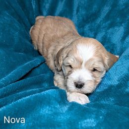 Nova Lee - Cream female Cockapoo puppy in Sunset, Louisiana from Cano Cockapoos