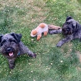 Miniature Schnauzer All Grown Up from Seventy Serenity Schnauzers