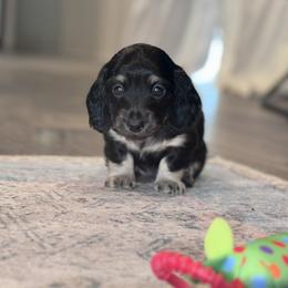 Rose - Black and cream female Dachshund puppy in Hornbeck, Louisiana from A&Z Mini Dachshunds