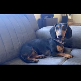 Darla - Dachshund