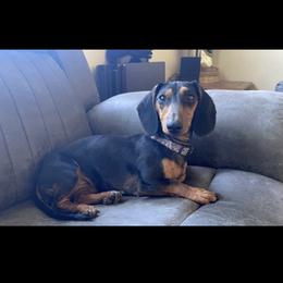 Darla - Dachshund