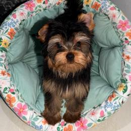 Francia - Blue and gold female Yorkshire Terrier puppy in Fort Myers, Florida from Katherine’s Yorkies and Poodles