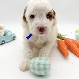Neil - Parti male Goldendoodle puppy in Sunman, Indiana from Brunsman Country Doodles LLC
