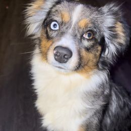 Yona - Toy Australian Shepherd