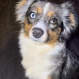 Yona - Toy Australian Shepherd