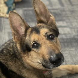 Val - German Shepherd
