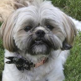 Jenny - Shih Tzu