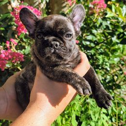Black collar Chance - Brindle male French Bulldog puppy in Polk City, Florida from Best Friend Frenchies, LLC