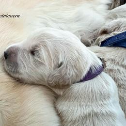 (Reservation 1) RIN - Light golden female Golden Retriever puppy in Murfreesboro, Tennessee from ATW Retrievers