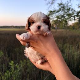 Cavalier King Charles Spaniel Puppies from Lauren Muns