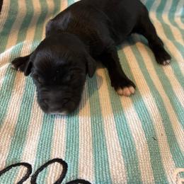 Elfie - Black and white female Aussiedoodle puppy in Elk, Washington from James Ruby Farms