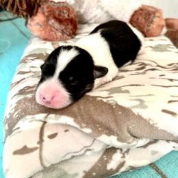 WRANGLER - Black and white male American Corgi puppy in Bayard, Nebraska from Puppies by Alies