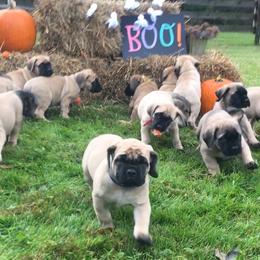 Mastiffs from Hickory Creek Mastiffs
