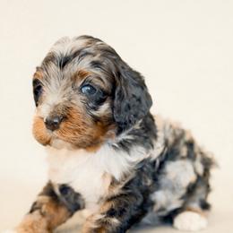 Auto - Merle male Cockapoo puppy in Santa Barbara, California from K+C Doodles